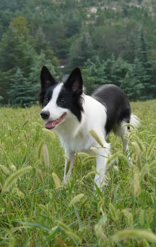 金色边牧崽崽 快来康康