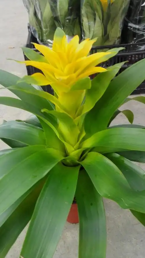 代安娜 观赏凤梨 凤梨批发 室内盆栽 盆栽批发一件28盆6.