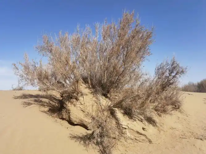 梭梭树腾格里沙漠