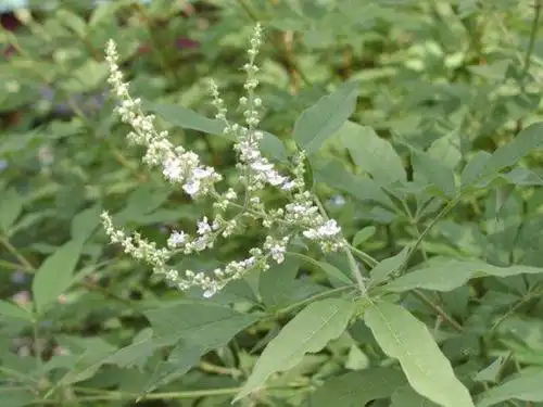 下面是关于黄荆的一些常用药用功效,喜欢中药的朋友可以收藏