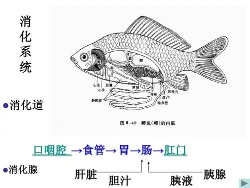 动物学实验九-鲫鱼解剖ppt