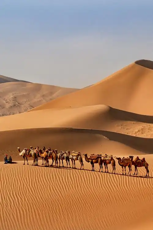 11566内蒙古拥有中国面积最大的草原——呼伦贝尔草原,它还是世界