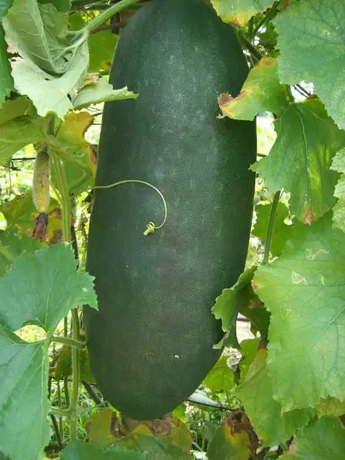 华山家园——冬瓜大丰收