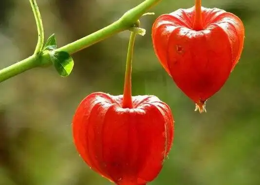 灯笼果的功效与作用