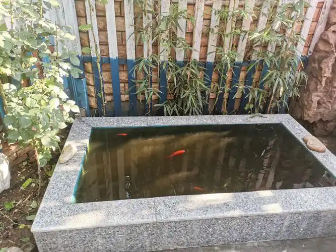 鱼池里的鱼,好久没换水,鱼儿也喜欢雨水