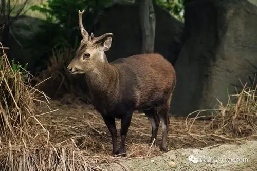 物种图册-巴岛花鹿