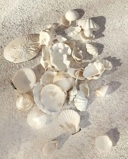 小时候总看到有人拿着大海螺听海浪声98不住在海边的我看到这一幕就