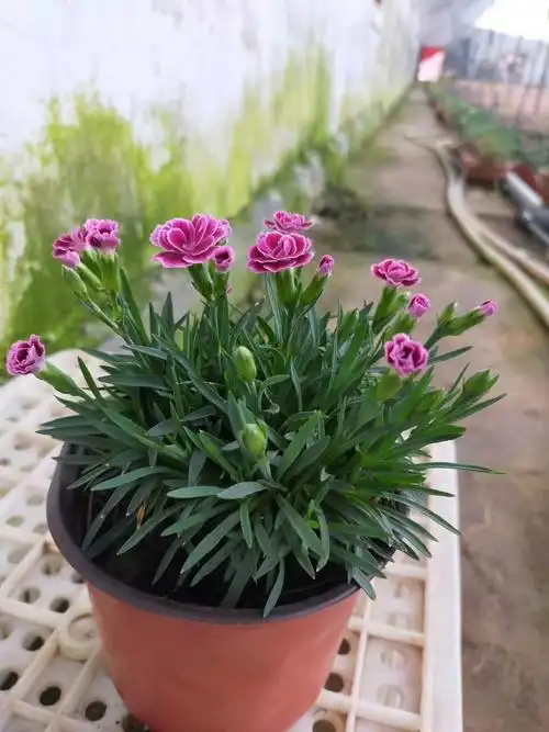 青州初吻石竹种植基地