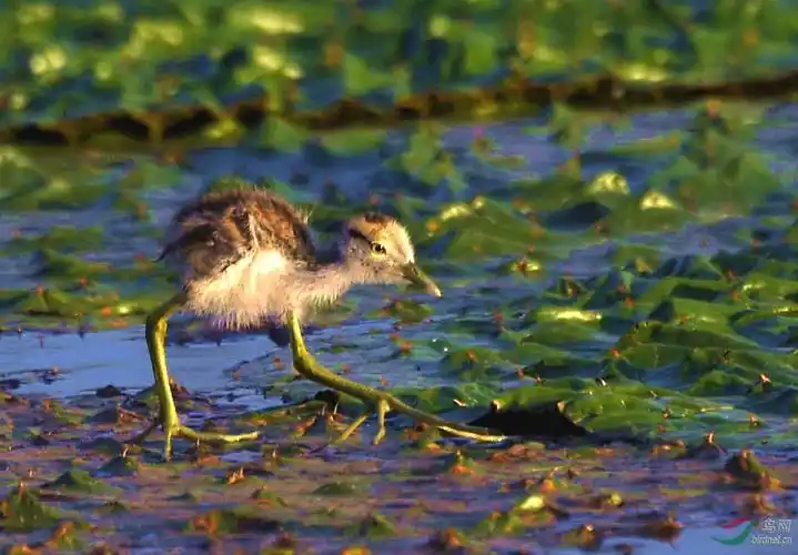 大脚宝宝---水雉幼鸟