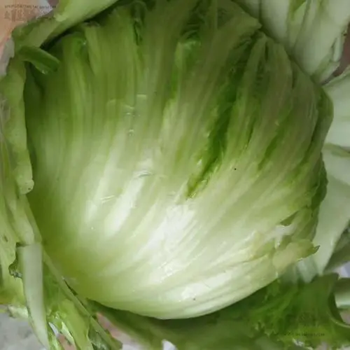 芥菜大菜菜尾包心广东潮汕揭西客家特产500克蔬菜干