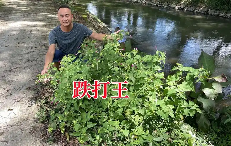 路边发现一棵"跌打王",很多人一辈子都没见过,拍给大家认识下