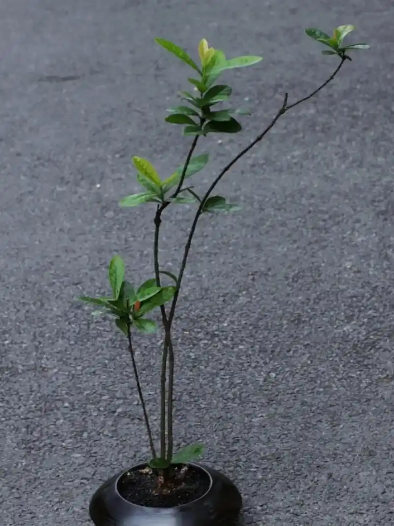 海岛龙船花 一年中四分之三的时间都在开花结果 又称百日红 花 - 抖音