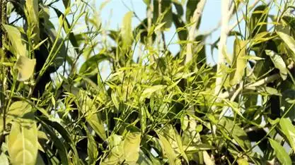 长蕊甜菜树形态与结构是什么样的?