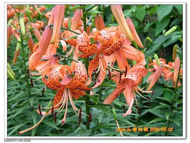 倒卷帘 摄影 榆树钱