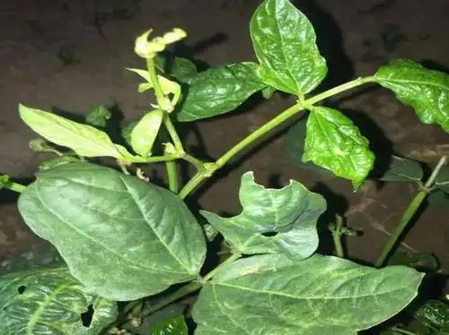 豇豆蓟马不好治用药时间和药物选对没