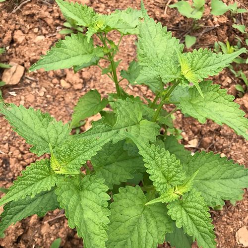 新鲜藿香叶80后荷香叶鱼香叶蒸蛋煎鱼去腥作料五香叶茶500克包邮