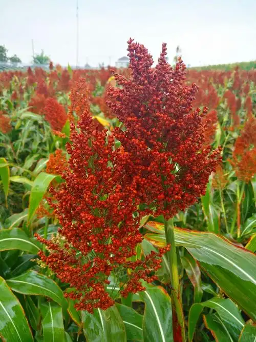 青纱帐 遮天蔽日 绿荫千里 不仅可隐百万雄兵 还能藏天兵天将