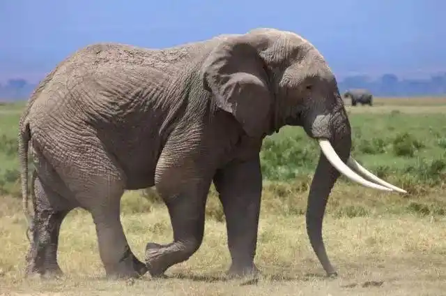 人死后牙齿不仅不会腐烂,还会变长?为何,活着却蛀牙了.