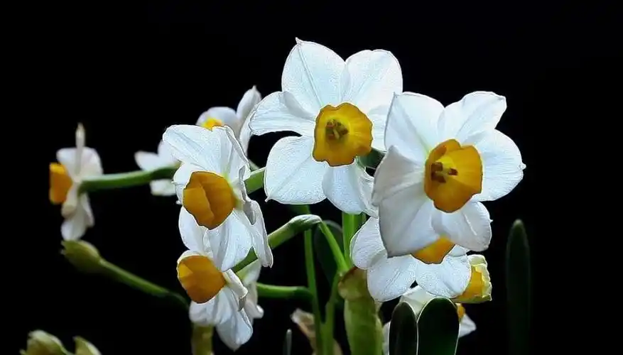 中国十大名花凌波玉立水仙花