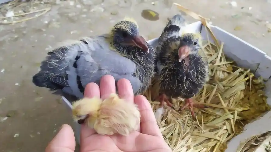 出生1天的小鸽子20天能长到多大,对比一下你都不敢相信!