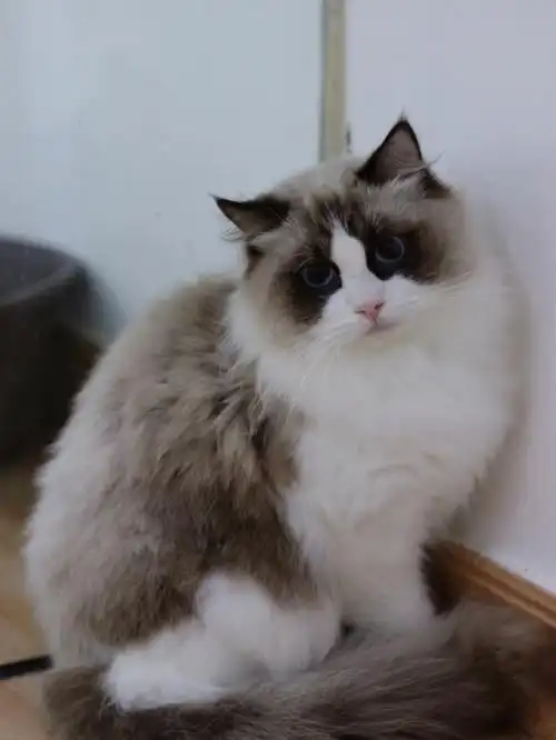 布偶猫海双色弟弟找新家啦