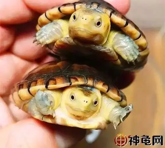 白唇泥龟:特色芒果头,看着食欲大开!