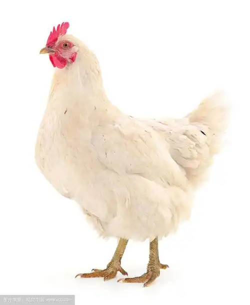 白母鸡孤立.