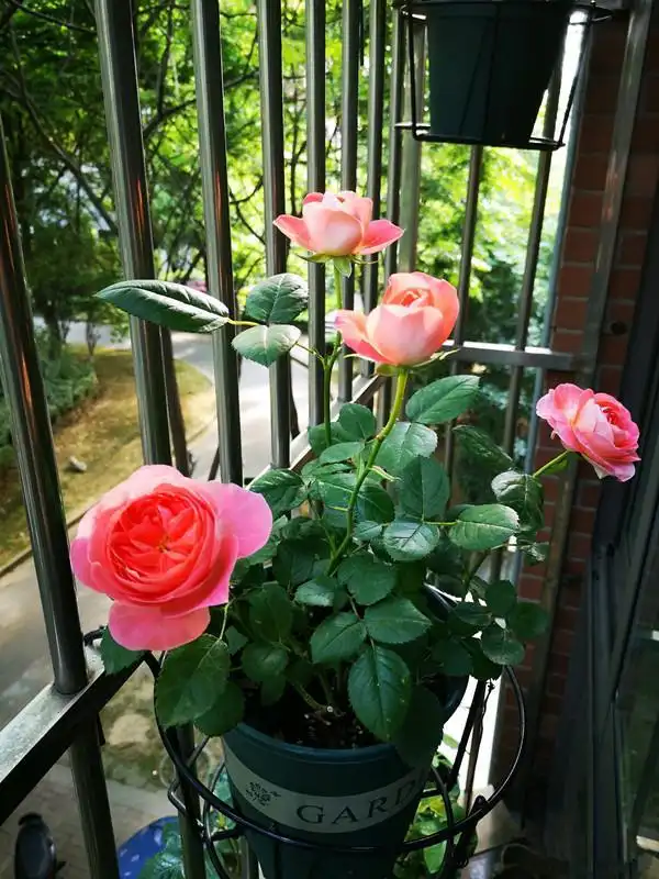 此种微型月季花,不输果汁阳台,又美又香,四季花开,很好养活!