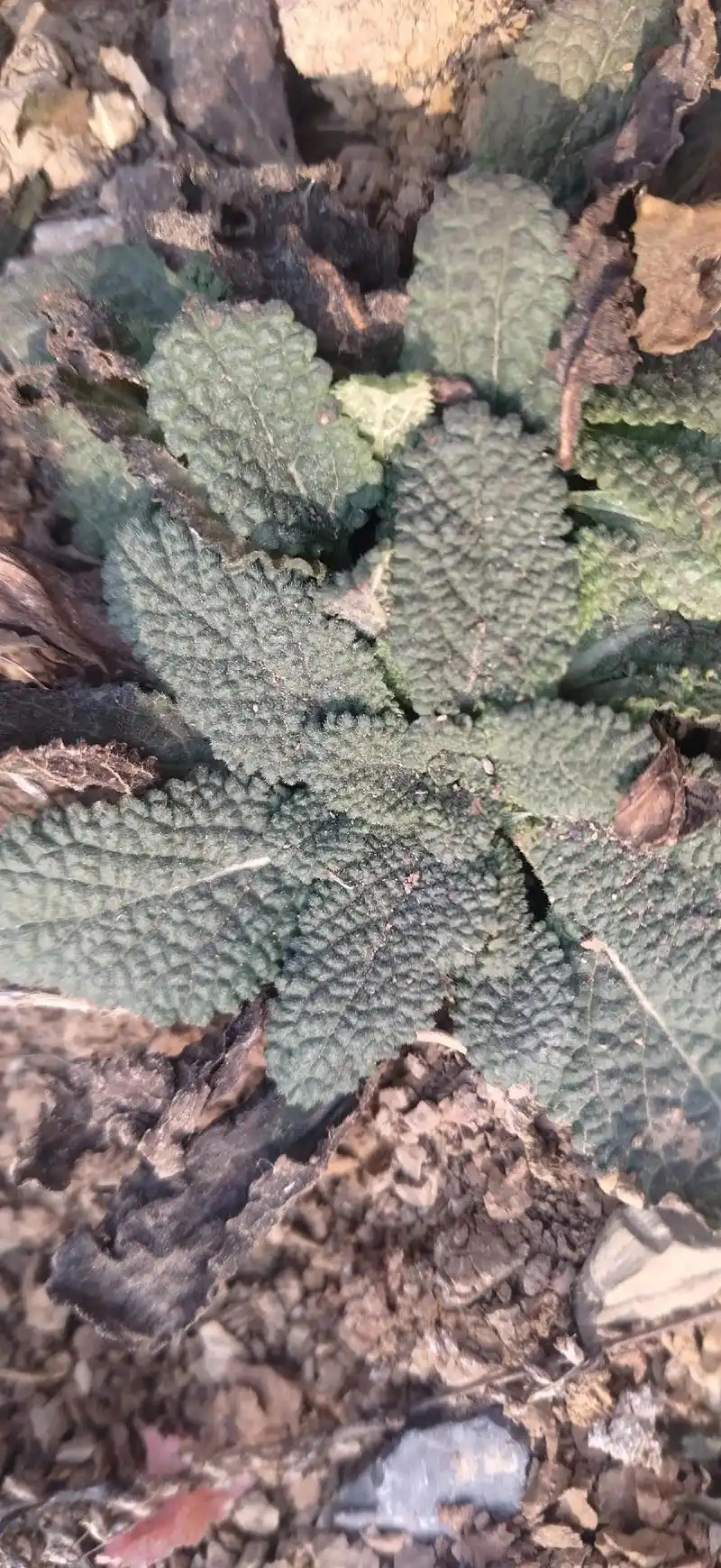 蛤蟆草.河边,路边生长,是一种中草药.还有一种植物长得和这 - 抖音