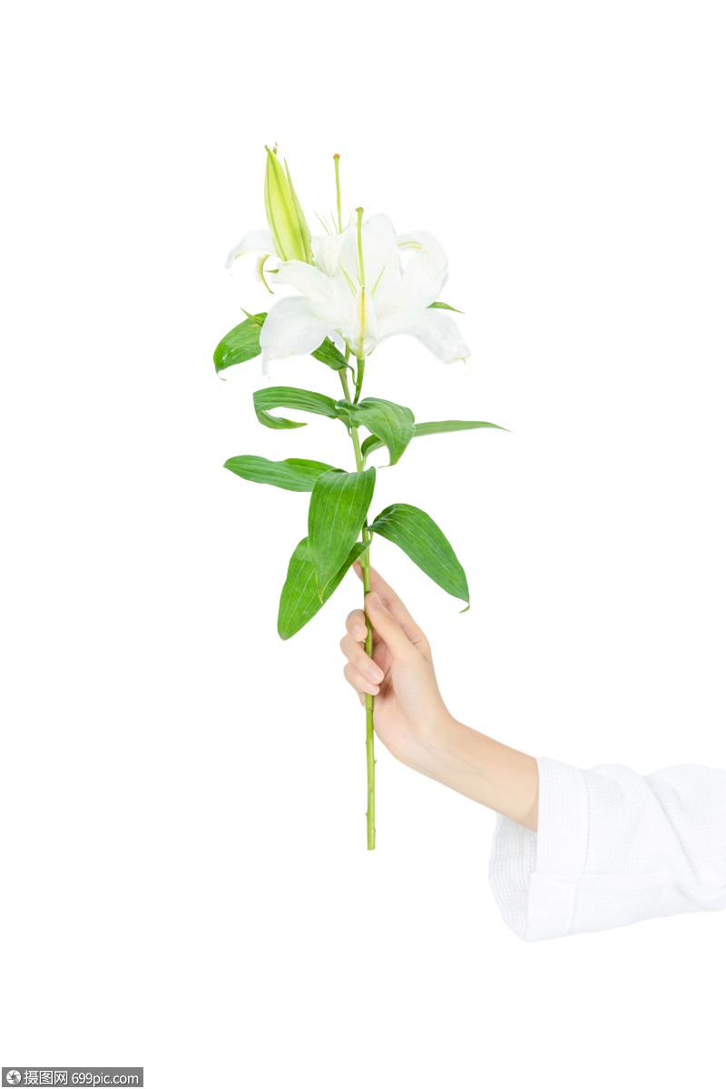 手拿百合百合花人像