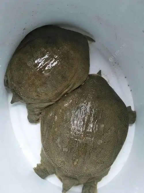 出售野生甲鱼都是嘉零江捉的