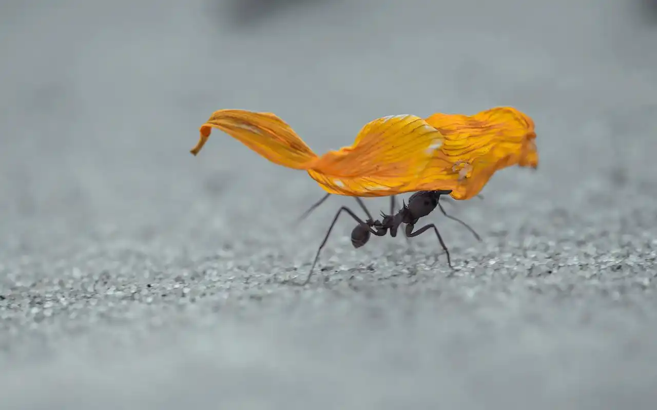 动物世界可爱蚂蚁高清特写桌面壁纸(二)