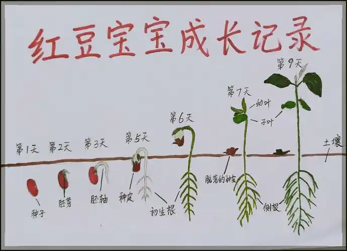 刘英小学402班 王馨唯 《红豆成长记》