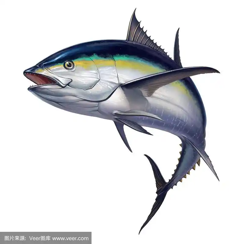 黑鳍金枪鱼.现实的孤立的插图.