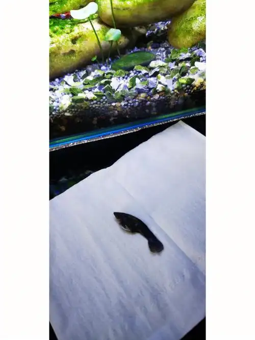 为什么孔雀鱼老是跳缸