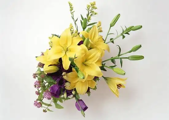 姬百合:财富,荣誉,清纯,高雅