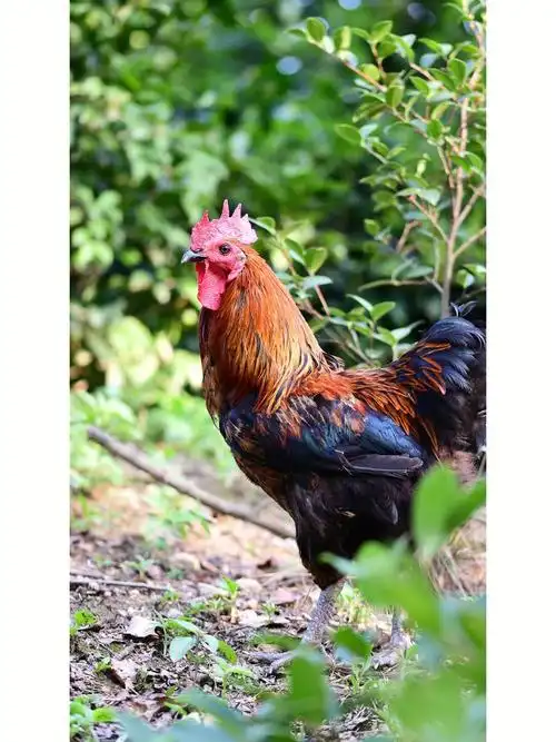 茶园里散养土鸡