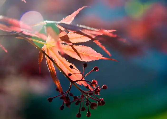 枫叶,秋枫叶壁纸图片