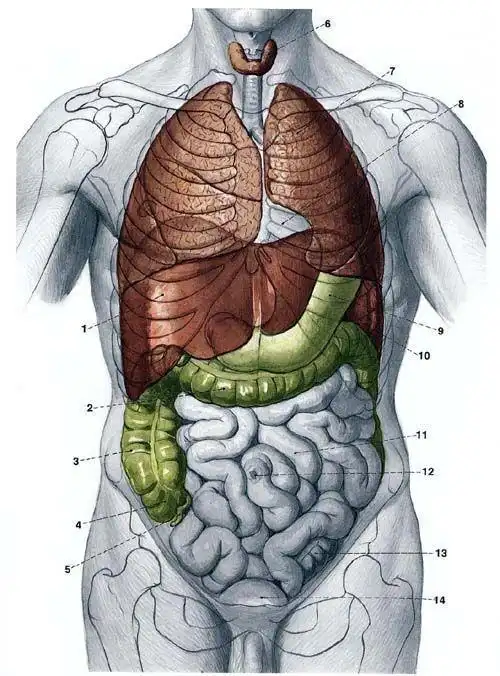 人体结构(人体结构)_尚可名片