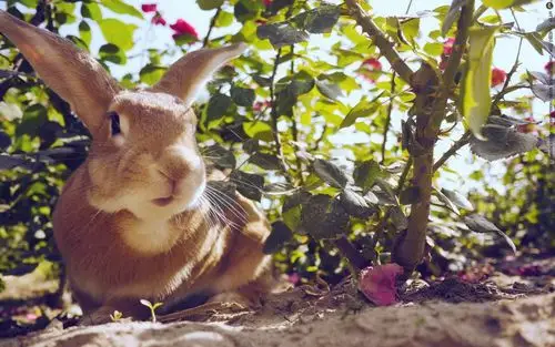 动物 分类动物 > 萌兔子"史大力"图片壁纸显示:√欣赏模式   全屏模式