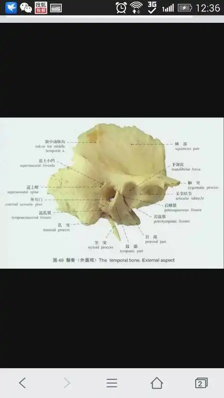 耳后两边有两块骨头凸起,应该怎么办啊