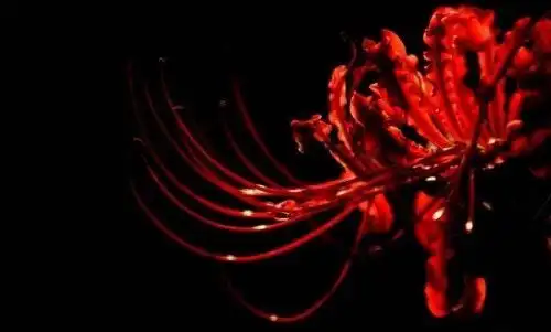 神秘地狱之花有什么魔力