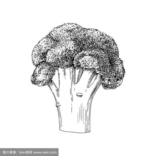 手绘西兰花孤立的白色背景