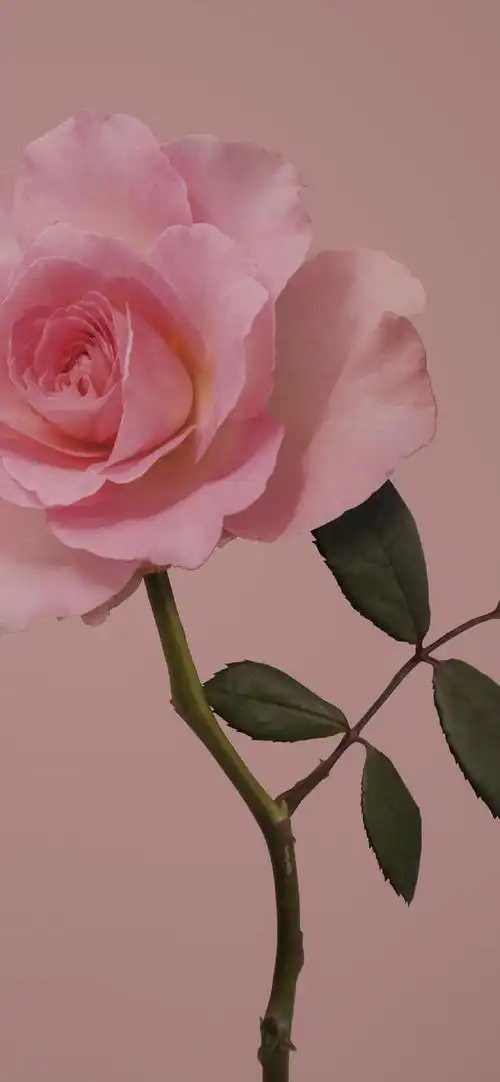 小清新唯美花朵图片手机壁纸