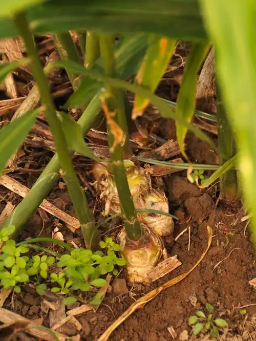 哎呀,生姜原来是这么长在土里的!