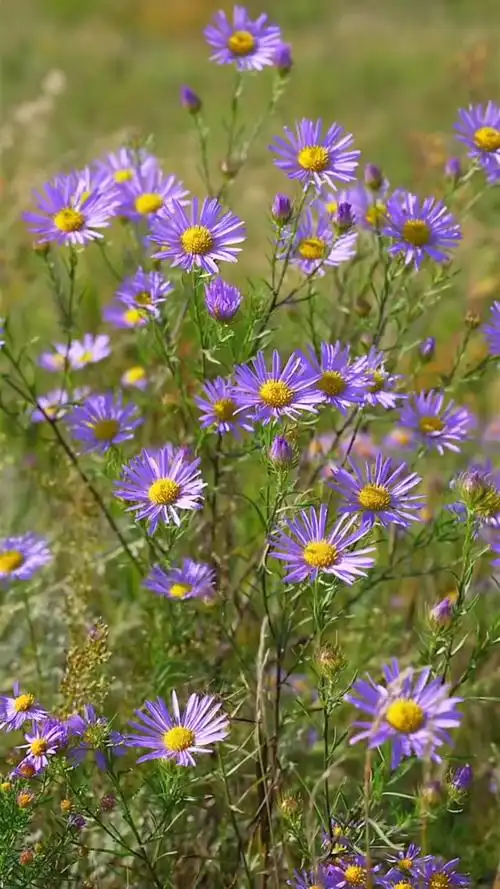 家花野花鲜花#野外的野菊花,都见过吧