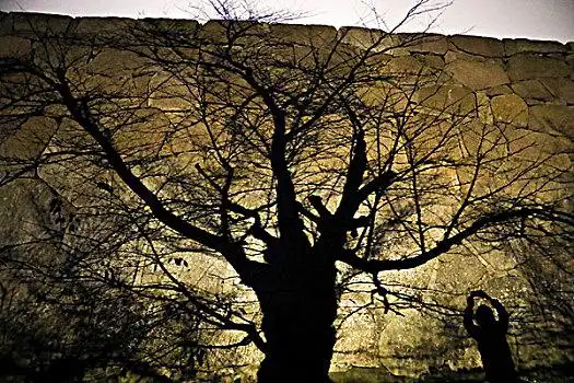 树影图片_树影图片大全_树影图片素材