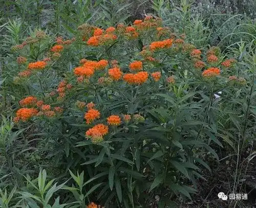 butterfly milkweed ( asclepias tuberose)马利筋