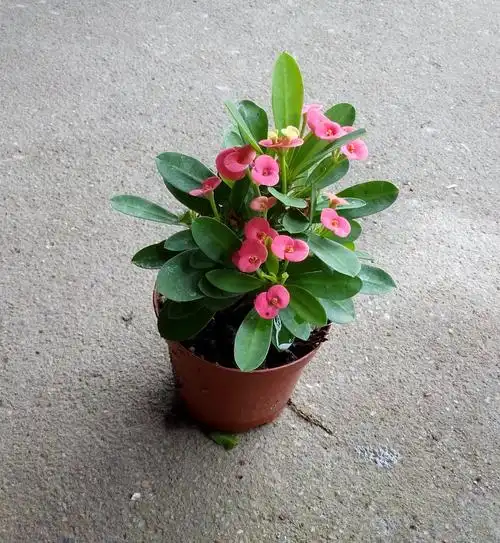 红花铁海棠林业职业技术学院群体