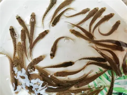 佛山黑鱼苗养殖-活泼水产***厂家-佛山黑鱼苗养殖流程-天助网